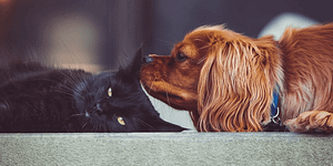 Pet Trusts, pets_corteslawfirm2, Cortes Law Firm Oklahoma City Estate Planning Attorney, Estate Planning