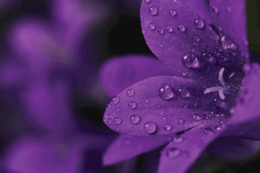 PurpleRain_CortesLawFirm, Prince, Cortes Law Firm, Estate Planning, Revocable Trust